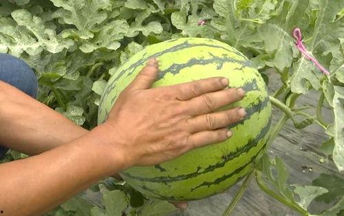 吃瓜群众红薯脆片,吃瓜群众的零食新宠