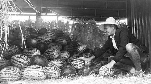 仙居吃瓜群众事迹,见证民间英雄的传奇事迹