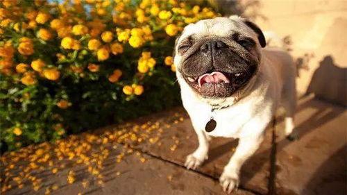 吃瓜群众嘎巴哥是谁,网络红人的崛起之路