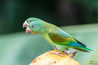 吃瓜群众的鹦鹉,吃瓜群众乐翻天