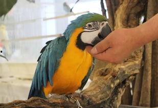 吃瓜群众的鹦鹉,吃瓜群众乐翻天